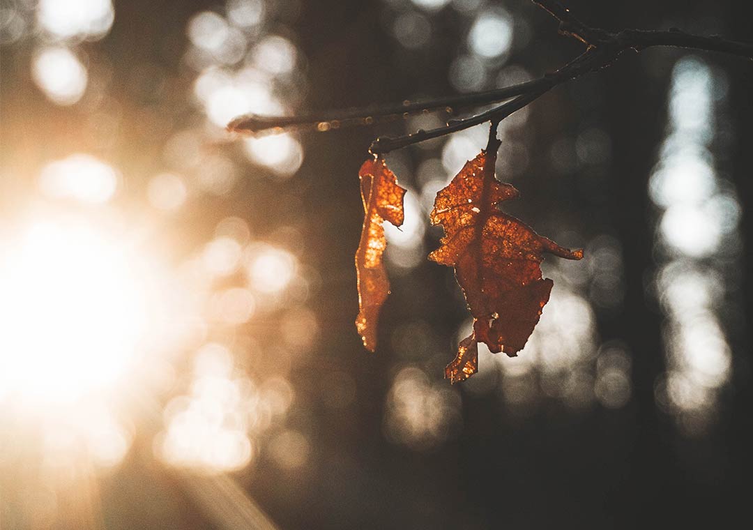 sunshine through dead leaves