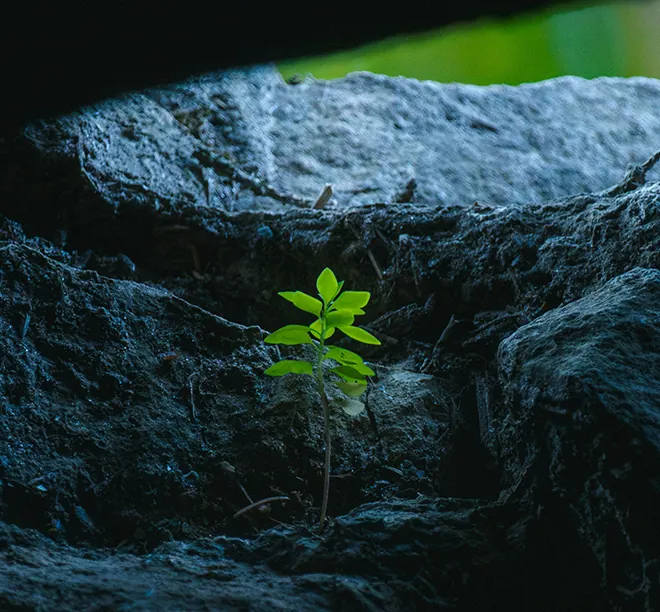 recovery-coaching-resilience plant growing out of the darkness
